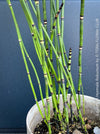 Giant Horsetail, Equisetum Hyemale Robustum, – bold, architectural, and hardy! For sale at TOMs FLOWer CLUB