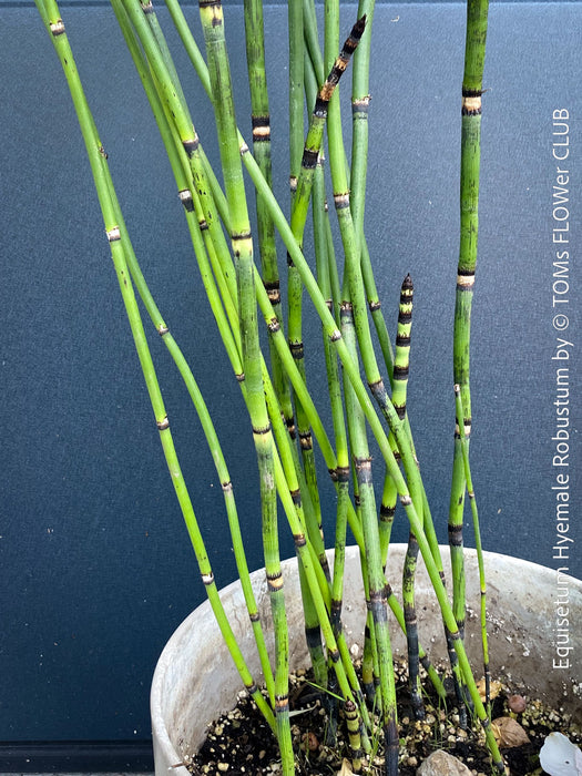 Giant Horsetail, Equisetum Hyemale Robustum, – bold, architectural, and hardy! For sale at TOMs FLOWer CLUB