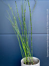 Giant Horsetail, Equisetum Hyemale Robustum, – bold, architectural, and hardy! For sale at TOMs FLOWer CLUB