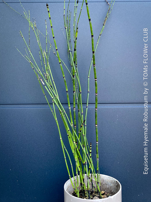 Giant Horsetail, Equisetum Hyemale Robustum, – bold, architectural, and hardy! For sale at TOMs FLOWer CLUB