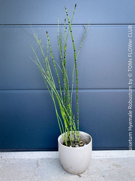 Giant Horsetail, Equisetum Hyemale Robustum, – bold, architectural, and hardy! For sale at TOMs FLOWer CLUB
