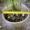 Giant Horsetail, Equisetum Hyemale Robustum, – bold, architectural, and hardy! For sale at TOMs FLOWer CLUB