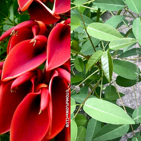 Close-up of a vibrant red Erythrina crista-galli flower in full bloom. The flower has a distinct shape with curved petals and a central cluster of yellow stamens. The foliage surrounding the flower is dark green and provides a lush backdrop. The overall image showcases the stunning beauty and striking colors of Erythrina crista-galli.