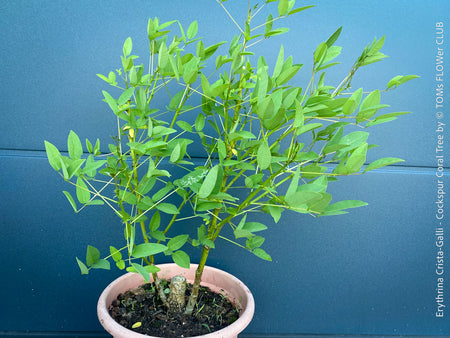 Erythrina crista-galli for sale at TOMs FLOWer CLUB. 