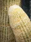 Espostoa Nana, old man cactus, Kaktus, cactus, hairy cactus, organically grown succulent plants for sale at TOMs FLOWer CLUB.