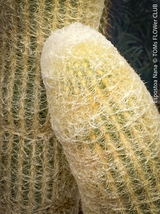 Espostoa Nana, old man cactus, Kaktus, cactus, hairy cactus, organically grown succulent plants for sale at TOMs FLOWer CLUB.