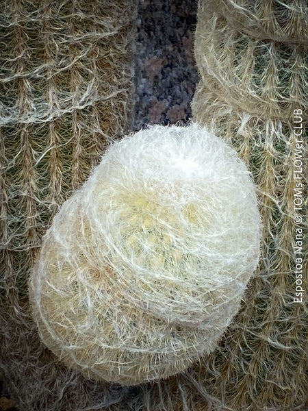 Espostoa Nana, old man cactus, Kaktus, cactus, hairy cactus, organically grown succulent plants for sale at TOMs FLOWer CLUB.