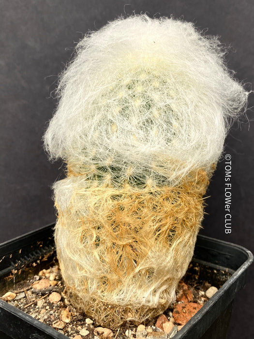 Espostoa Nana, Old Man Cactus, Kaktus, cactus, hairy cactus, organically grown succulent plants for sale at TOMs FLOWer CLUB