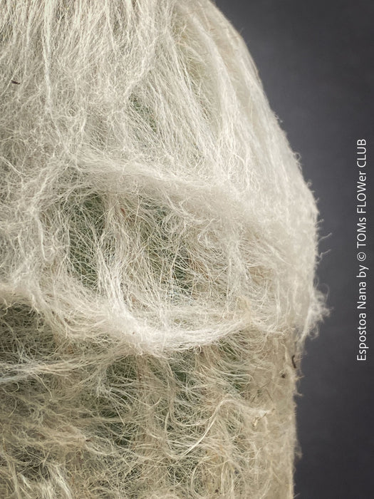 Close up of hairy Espostoa Nana, old man cactus, Kaktus, cactus, hairy cactus, organically grown succulent plants for sale at TOMs FLOWer CLUB.