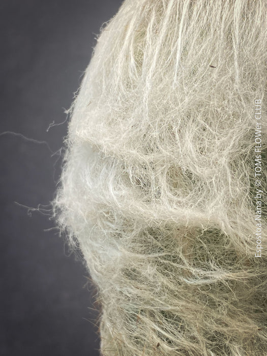 white hairs of Espostoa Nana, old man cactus, Kaktus, cactus, hairy cactus, organically grown succulent plants for sale at TOMs FLOWer CLUB.