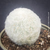 Espostoa Nana, old man cactus, Kaktus, cactus, hairy cactus, organically grown succulent plants for sale at TOMs FLOWer CLUB.