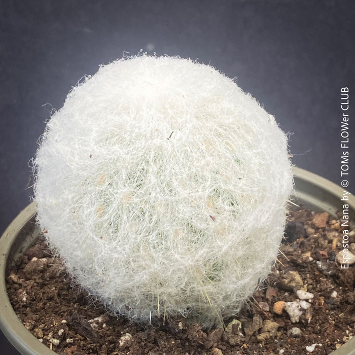 Espostoa Nana, old man cactus, Kaktus, cactus, hairy cactus, organically grown succulent plants for sale at TOMs FLOWer CLUB.
