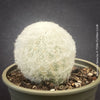 Espostoa Nana, old man cactus, Kaktus, cactus, hairy cactus, organically grown succulent plants for sale at TOMs FLOWer CLUB.