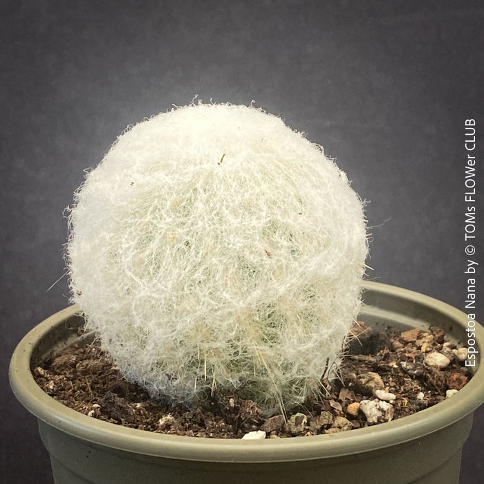 Espostoa Nana, old man cactus, Kaktus, cactus, hairy cactus, organically grown succulent plants for sale at TOMs FLOWer CLUB.