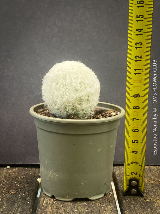 Espostoa Nana, old man cactus, Kaktus, cactus, hairy cactus, organically grown succulent plants for sale at TOMs FLOWer CLUB.