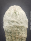 Espostoa Nana, old man cactus, Kaktus, cactus, hairy cactus, organically grown succulent plants for sale at TOMs FLOWer CLUB.