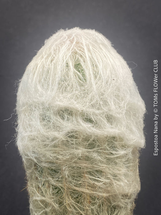Espostoa Nana, old man cactus, Kaktus, cactus, hairy cactus, organically grown succulent plants for sale at TOMs FLOWer CLUB.