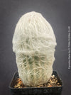 mature Espostoa Nana, old man cactus, Kaktus, cactus, hairy cactus, organically grown succulent plants for sale at TOMs FLOWer CLUB.