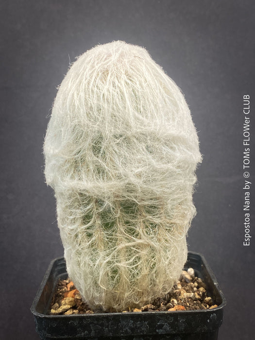 mature Espostoa Nana, old man cactus, Kaktus, cactus, hairy cactus, organically grown succulent plants for sale at TOMs FLOWer CLUB.