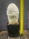 Espostoa Nana, old man cactus, Kaktus, cactus, hairy cactus, organically grown succulent plants for sale at TOMs FLOWer CLUB.