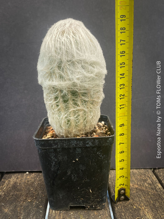 Espostoa Nana, old man cactus, Kaktus, cactus, hairy cactus, organically grown succulent plants for sale at TOMs FLOWer CLUB.