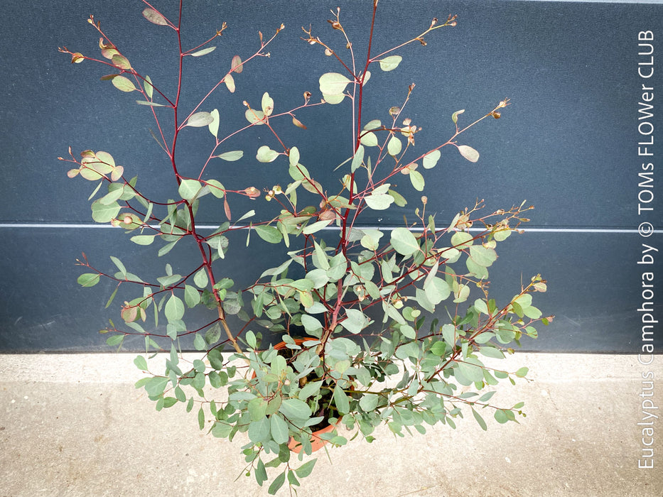 Eucalyptus Camphora, Mountain Swamp Gum, Broad-Leaved Sally, a cold-tolerant, hardy eucalyptus, blue-green leaf foliage; available at TOMs FLOWer CLUB. 