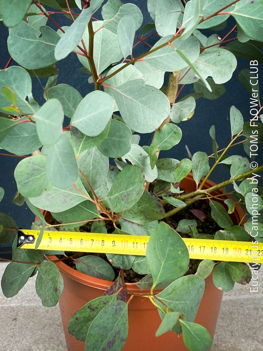 Eucalyptus Camphora, Mountain Swamp Gum, Broad-Leaved Sally, a cold-tolerant, hardy eucalyptus, blue-green leaf foliage; available at TOMs FLOWer CLUB. 