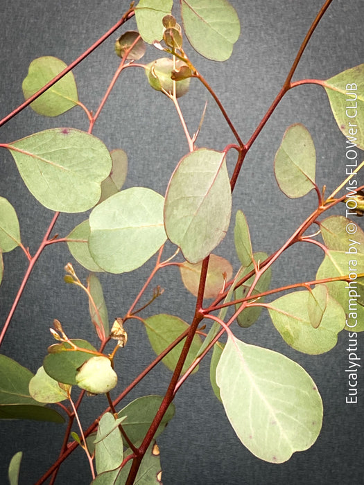 Eucalyptus Camphora, Mountain Swamp Gum, Broad-Leaved Sally, a cold-tolerant, hardy eucalyptus, blue-green leaf foliage; available at TOMs FLOWer CLUB. 