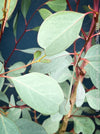 Eucalyptus Camphora, Mountain Swamp Gum, Broad-Leaved Sally, a cold-tolerant, hardy eucalyptus, blue-green leaf foliage; available at TOMs FLOWer CLUB. 