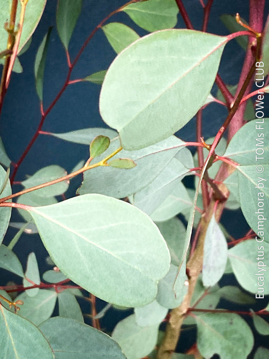 Eucalyptus Camphora, Mountain Swamp Gum, Broad-Leaved Sally, a cold-tolerant, hardy eucalyptus, blue-green leaf foliage; available at TOMs FLOWer CLUB. 