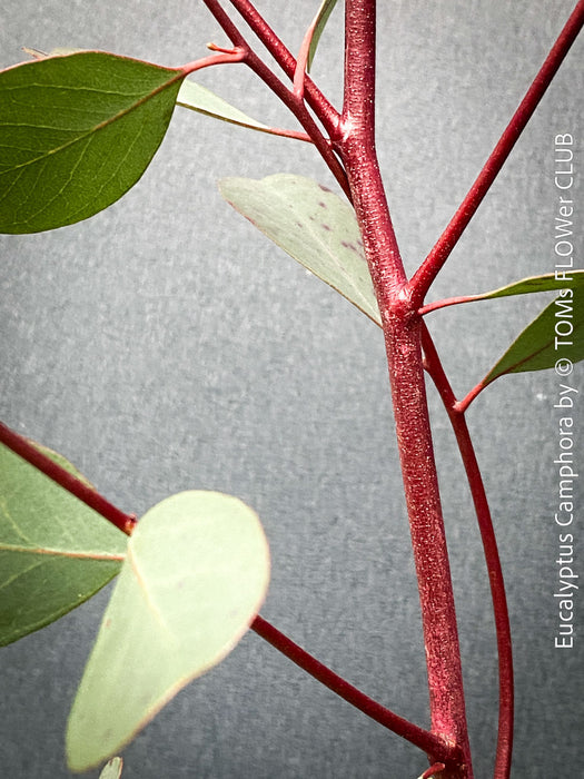 Eucalyptus Camphora, Mountain Swamp Gum, Broad-Leaved Sally, a cold-tolerant, hardy eucalyptus, blue-green leaf foliage; available at TOMs FLOWer CLUB. 