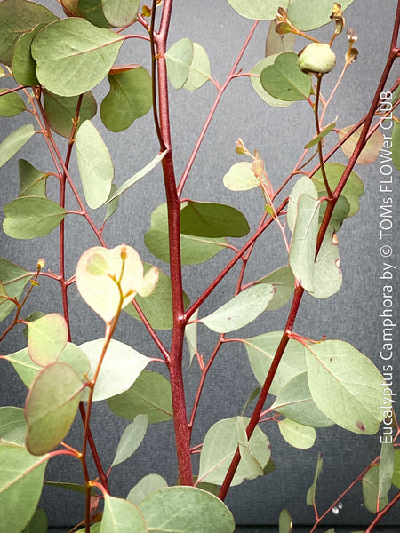 Eucalyptus Camphora, Mountain Swamp Gum, Broad-Leaved Sally, a cold-tolerant, hardy eucalyptus, blue-green leaf foliage; available at TOMs FLOWer CLUB. 