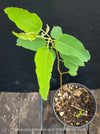 Propagation of Corymbia citriodora Lemon-scented Gum with aromatic silver-green foliage cultivated at TOMs FLOWer CLUB.