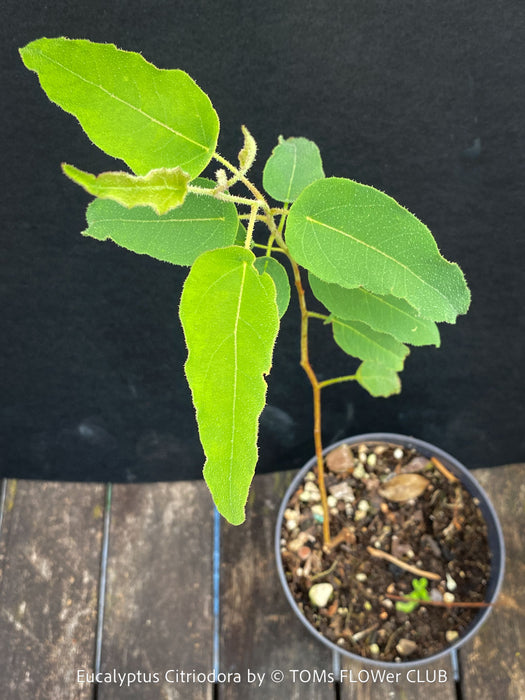 Propagation of Corymbia citriodora Lemon-scented Gum with aromatic silver-green foliage cultivated at TOMs FLOWer CLUB.