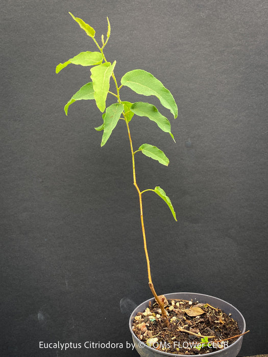 Corymbia citriodora Lemon-scented Gum with aromatic silver-green foliage cultivated at TOMs FLOWer CLUB.