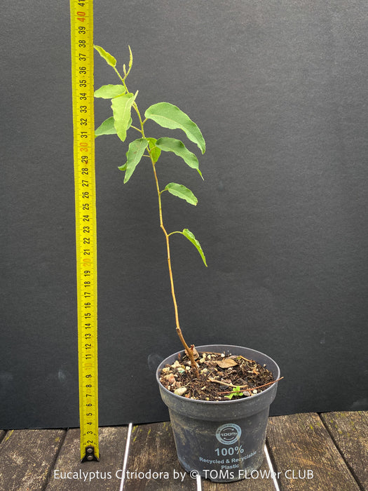 Corymbia citriodora Lemon-scented Gum with aromatic silver-green foliage cultivated at TOMs FLOWer CLUB.