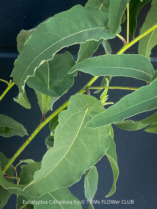 Leaf close up of Corymbia citriodora Lemon-scented Gum with aromatic silver-green foliage cultivated at TOMs FLOWer CLUB.