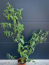 Mature Corymbia citriodora Lemon-scented Gum with aromatic silver-green foliage cultivated at TOMs FLOWer CLUB.