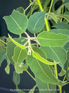 Detail of leaf Corymbia citriodora Lemon-scented Gum with aromatic silver-green foliage cultivated at TOMs FLOWer CLUB.