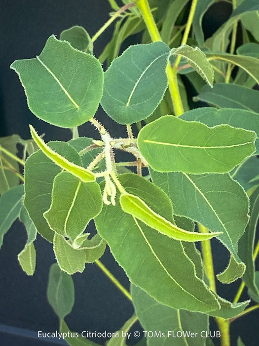 Detail of leaf Corymbia citriodora Lemon-scented Gum with aromatic silver-green foliage cultivated at TOMs FLOWer CLUB.