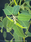 Leaf detail of Corymbia citriodora Lemon-scented Gum with aromatic silver-green foliage cultivated at TOMs FLOWer CLUB.