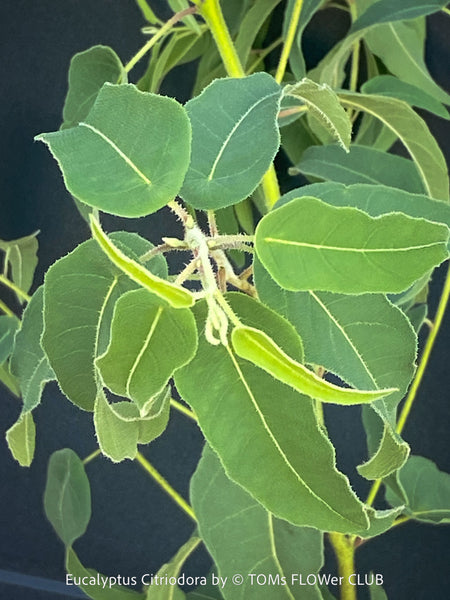 Leaf detail of Corymbia citriodora Lemon-scented Gum with aromatic silver-green foliage cultivated at TOMs FLOWer CLUB.