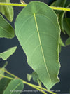 Corymbia citriodora Lemon-scented Gum with aromatic silver-green foliage cultivated at TOMs FLOWer CLUB.