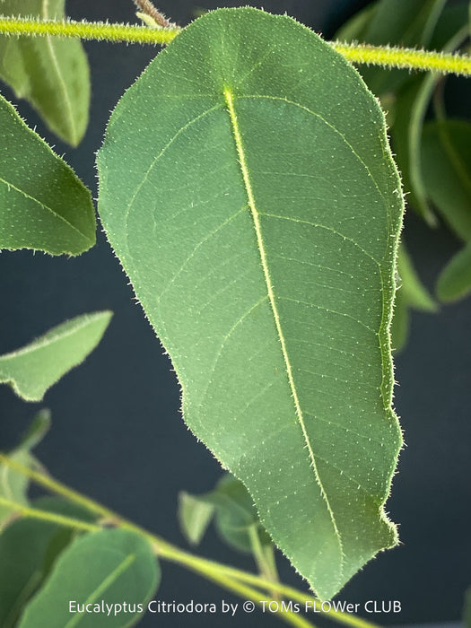 Corymbia citriodora Lemon-scented Gum with aromatic silver-green foliage cultivated at TOMs FLOWer CLUB.
