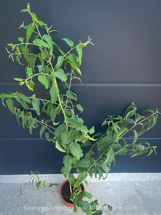 Corymbia citriodora Lemon-scented Gum with aromatic silver-green foliage cultivated at TOMs FLOWer CLUB.