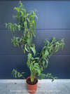 Corymbia citriodora Lemon-scented Gum with aromatic silver-green foliage cultivated at TOMs FLOWer CLUB.
