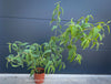 Corymbia citriodora Lemon-scented Gum with aromatic silver-green foliage cultivated at TOMs FLOWer CLUB.