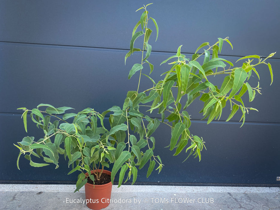Corymbia citriodora Lemon-scented Gum with aromatic silver-green foliage cultivated at TOMs FLOWer CLUB.