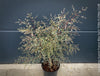 Eucalyptus Gunnii France Bleu
A cold-tolerant, blue-green statement tree for refined garden spaces; available at TOMs FLOWer CLUB