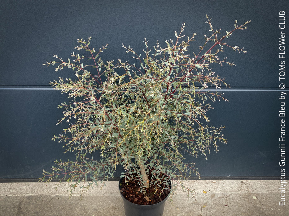 Eucalyptus Gunnii France Bleu
A cold-tolerant, blue-green statement tree for refined garden spaces; available at TOMs FLOWer CLUB